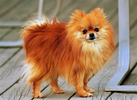 Gambar Anjing Chihuahua Lucu Daftar Jenis Jenis Anjing Kecil Sesuai