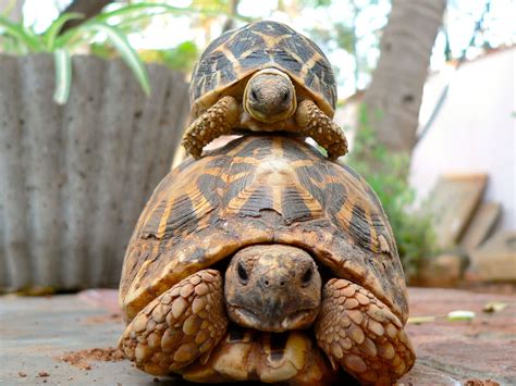 They aren't the type of pet that you will therefore, its imperative to choose the breed which best suits your lifestyle. How to Wake Your Hibernating Pet Tortoise