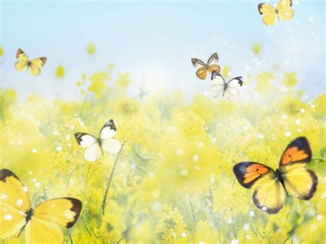 48 Beautiful Butterflies And Flowers Wallpapers On