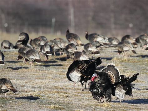 What Is A Group Of Turkeys Called Complete Guide Birdfact