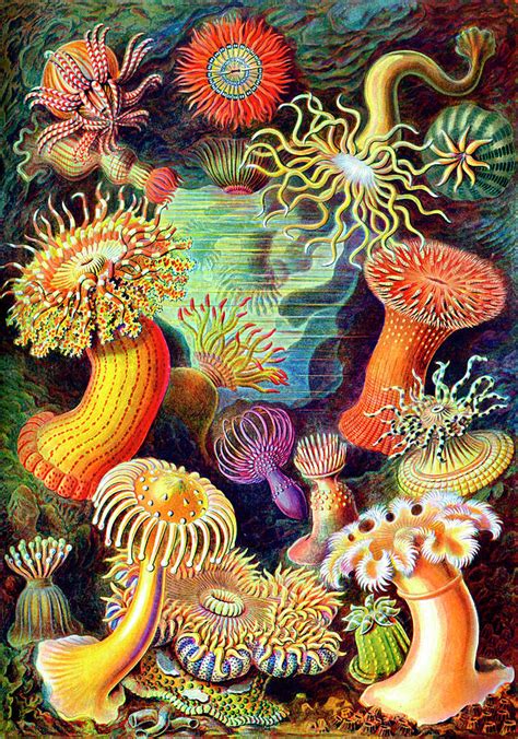 Anemones at dusk stretched canvas features: Actiniae Sea Anemones Painting by Ernst Haeckel