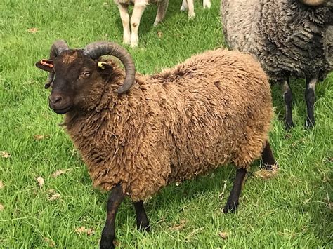 Shetland Rams Ewes And Lambs For Sale Shetland Sheep Society