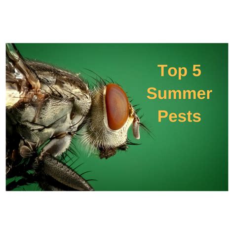 Top Summer Pests