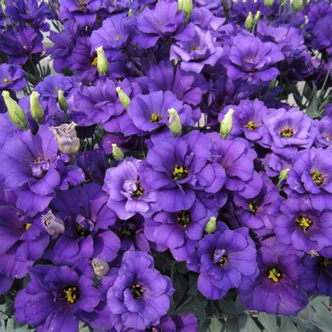 These shrubs can flower from spring to fall, and deadheading can help to encourage further blooming. Lisianthus Seeds, Purple Blue, Flower Seeds#007 - Mays ...