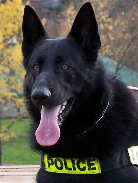 68 Best Images About Police Dogs On Pinterest Police Chief Training
