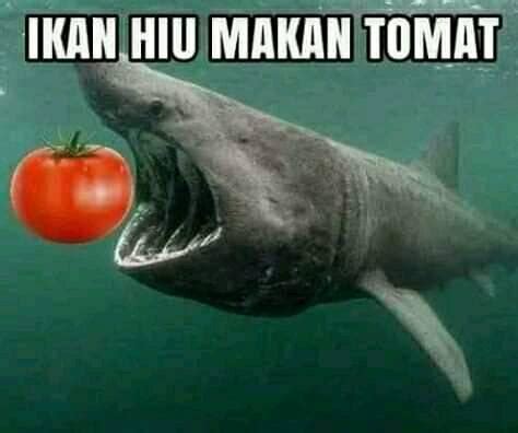 meme lucu ikan hiu makan tomat  sempet viral ngakak