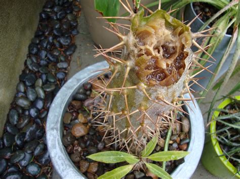 Check out our tall cactus plant selection for the very best in unique or custom, handmade pieces from our succulents shops. Desert Raven: Madagascar Palm-Pachypodium lamerei