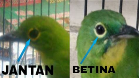 Ciri burung jantan untuk bulu bagian kepala akan terlihat lebih cerah dibanding betina. Beda Cucak Ijo Jantan Dan Betina - Berbagai Perbedaan