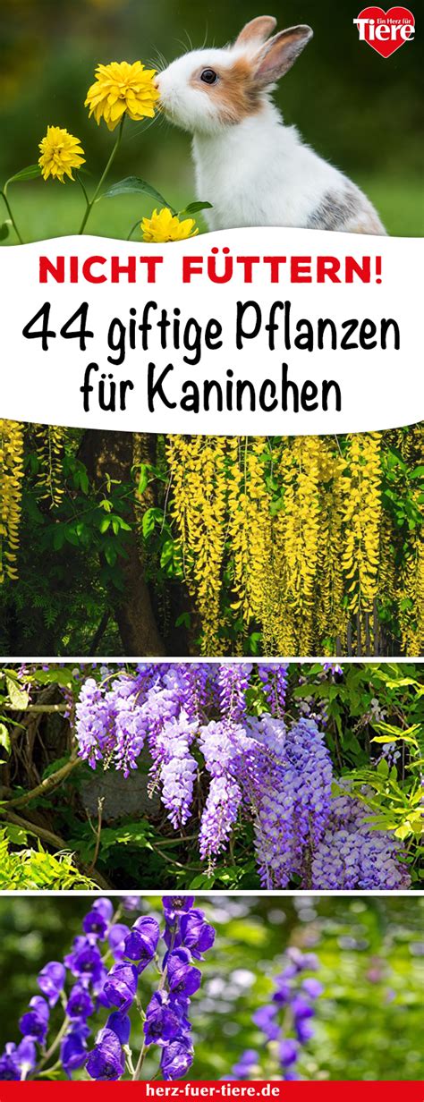 Zu den bei uns beliebtesten giftpflanzen im garten zählen rhododendron und maiglöckchen. Beim Futter für Kaninchen solltest du vorsichtig sein, es ...