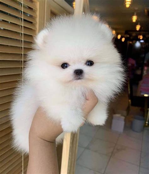 Teacup Pomeranian Puppies For Sale Classifiedsuk Free Classified