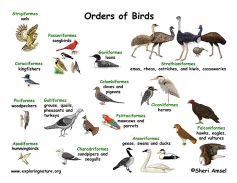 Bird Groups Orders