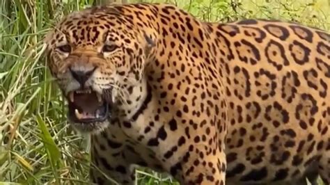The Roar Of The Jaguar Youtube