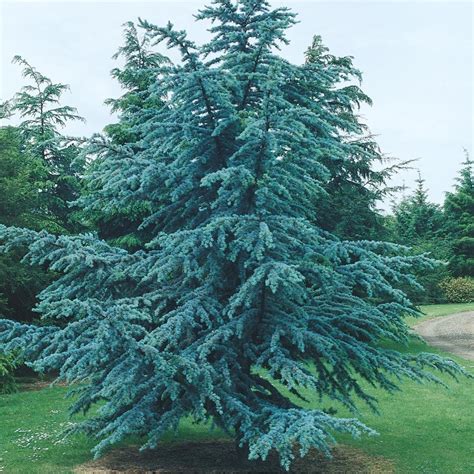 964 Gallon Horstmann Blue Atlas Cedar Feature Tree In Pot With Soil