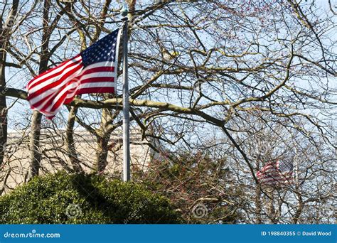 American Flags Blowing In The Wind Stock Image Image Of Blue Pledge
