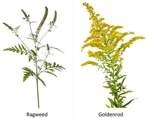 Diese pflanze ist giftig und nicht für die menschliche ernährung. Ragweed Vs. Goldenrod: Handy Tips to Identify the ...