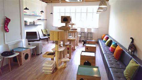 The 14 Best Cat Cafés Around The World Cat Cafe Cool Cats Cats