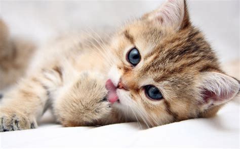 30 Latest Lovely Cute Cats Pictures And Hd Images