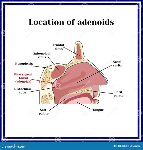 Location Of Adenoidsthe Structure Of The Nasopharynx Stock Vector