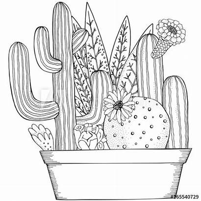 Coloring Cactus Doodles Adult Succulents Aesthetic Botanical