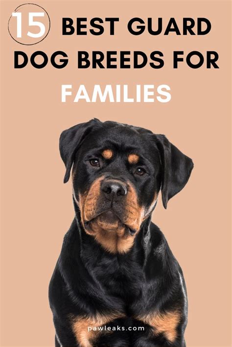 A Black And Brown Dog With The Title 15 Best Guard Dog Breeds For Families