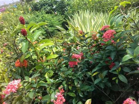 Himalayan flower nursery asub kohas darjeeling. Himalayan Flower Nursery - India Gardening Directory