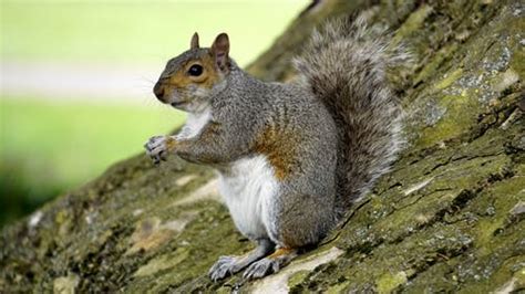 Rescued Grey Squirrels To Be Killed Under New Law But Britains