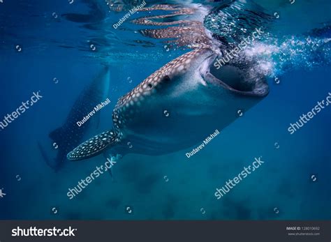 Underwater Shoot Gigantic Whale Sharks Rhincodon Stock Photo 128010692