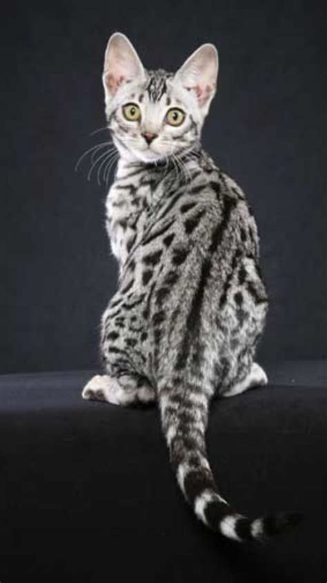 Beautiful Snow Leopard Bengal Cats Bengal Cat Cute Cats