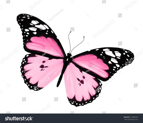 Pink Butterfly Isolated On White Background Stock Photo