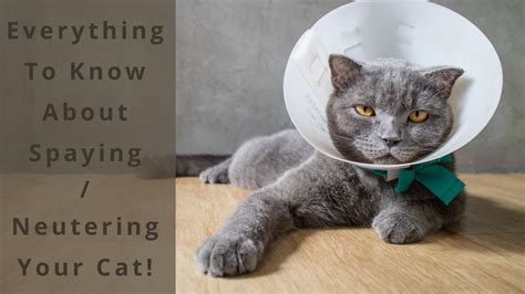 Everything You Need To Know About Cat Spaying And Neutering Youtube