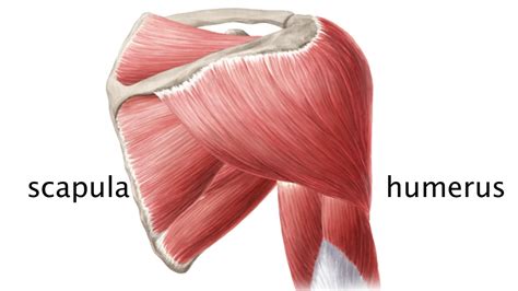 Muscles Of The Upper Arm And Shoulder Blade Anatomy Kenhub