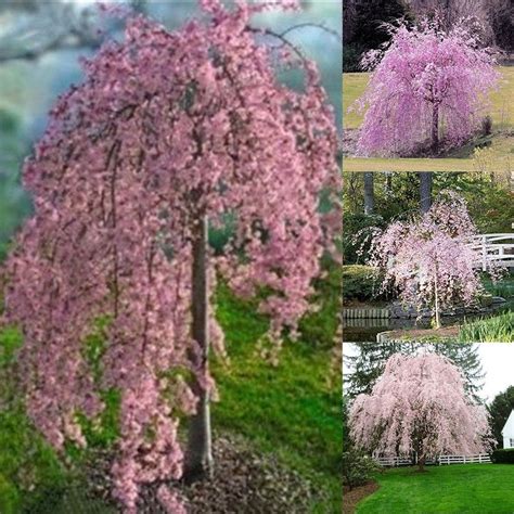 20pc Pink Fountain Weeping Cherry Tree Seeds Garden Dwarf