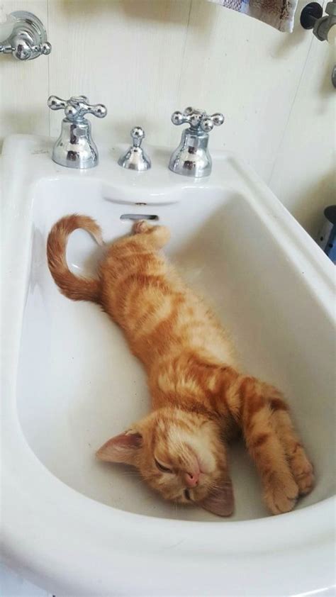 40 Funny Pictures Of Cats Being Naughty