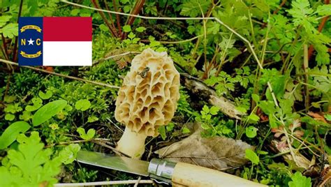 Mushroom Season North Carolina Mushroomstalkers