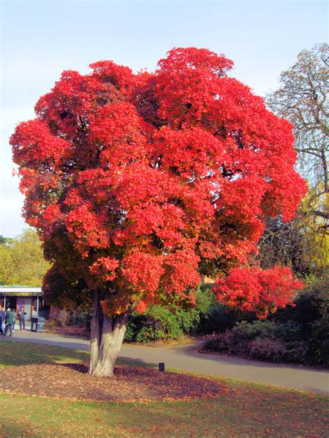 27 Terrific Flowering Trees For Texas Yards Progardentips