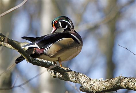 Wood Duck About 25 Up In A Tree I Am Pretty Oh So