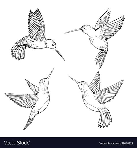 Set Hummingbirds Sketch Pencil Drawing Hand Vector Image