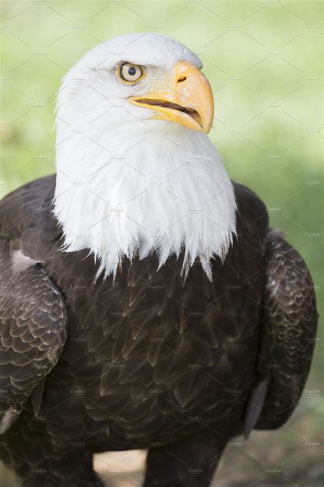 Bald Eagle Portrait High Quality Animal Stock Photos ~ Creative Market