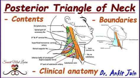 Posterior Triangle Of Neck Anatomy Simplified Boundaries Contents