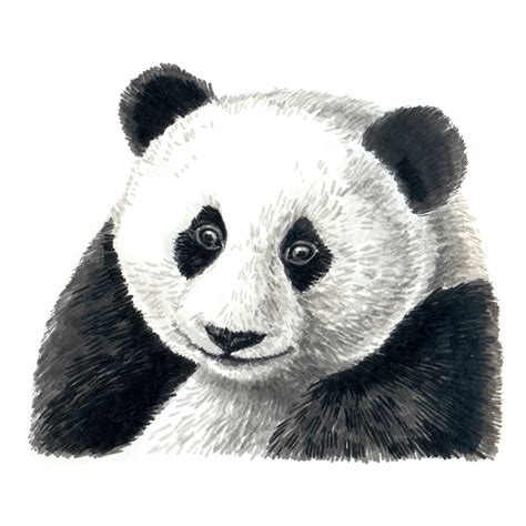 Panda Bear Portrait Wallpaper