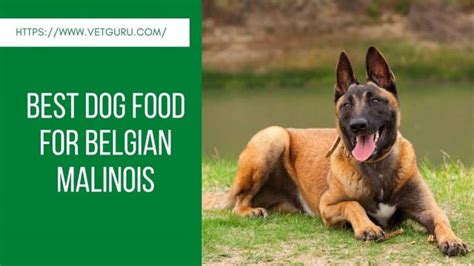 With freeze dried food, you must measure out a serving and mix it with water before feeding your dog. Best Dog Food for Belgian Malinois Reviewed 2021