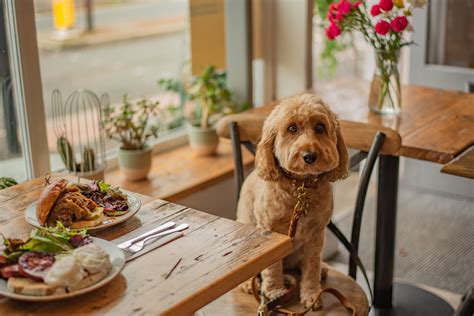 Few Of The Dog Friendly Food Places In Ahmedabad Hungrito