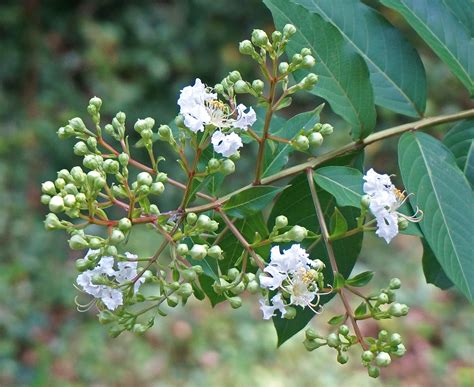 Free Images Tree Nature Branch Blossom White Fruit Berry