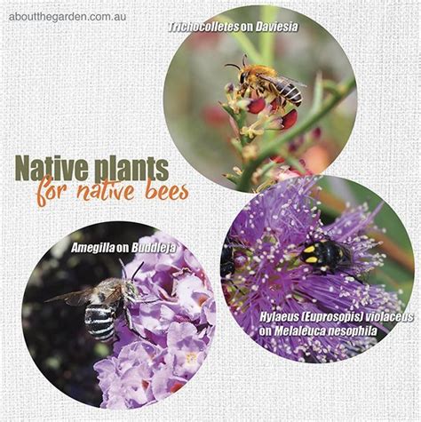Check spelling or type a new query. Bring in the bees to your garden - Native plants for ...