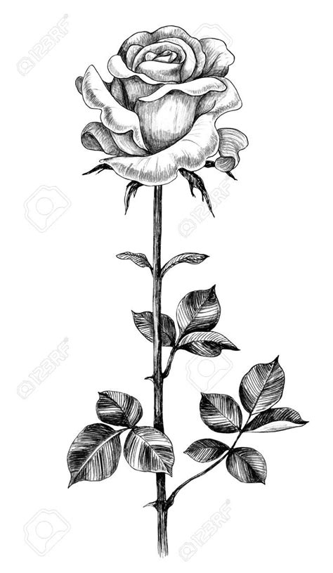 Single Stem Rose Coloring Pages Coloring Pages