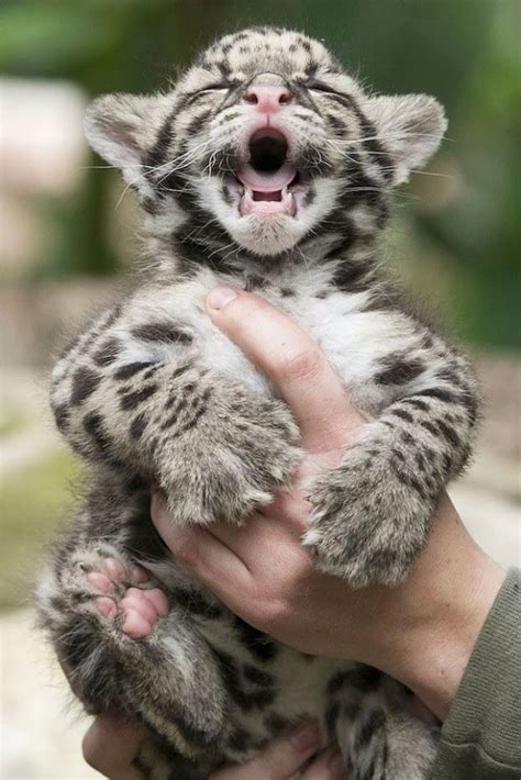 Clouded Leopards Babies Are So Adorable