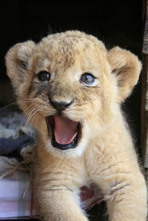 Why Are Baby Lions So Cute Quora