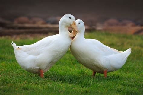 Premium Photo White Ducks In Love