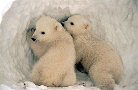 Baby Polar Bear Cubs