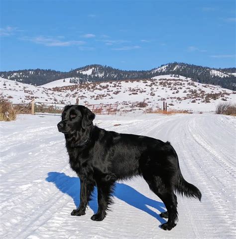 Arriba 100 Imagen Gato Negro Y Golden Retriever Lleno